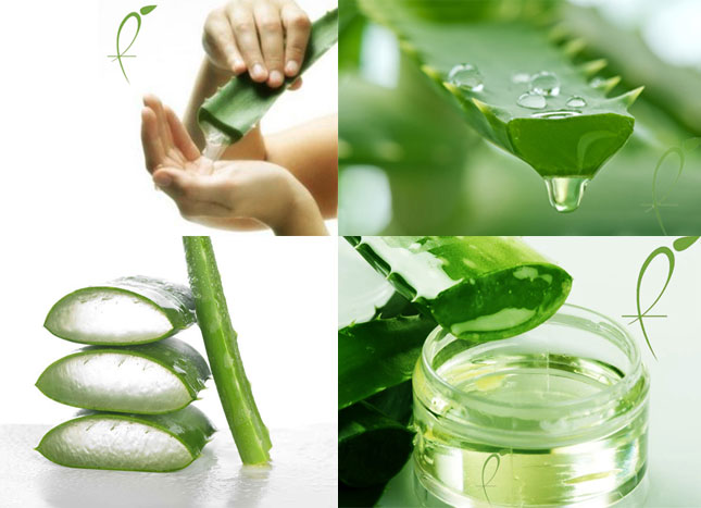 Global Aloe Vera Gel Market 2017 - Forever Living Products, Herbalife  International, Aloecorp, Aloe laboratories, Terry Laboratories, Inc. -  IMARC Market research reports